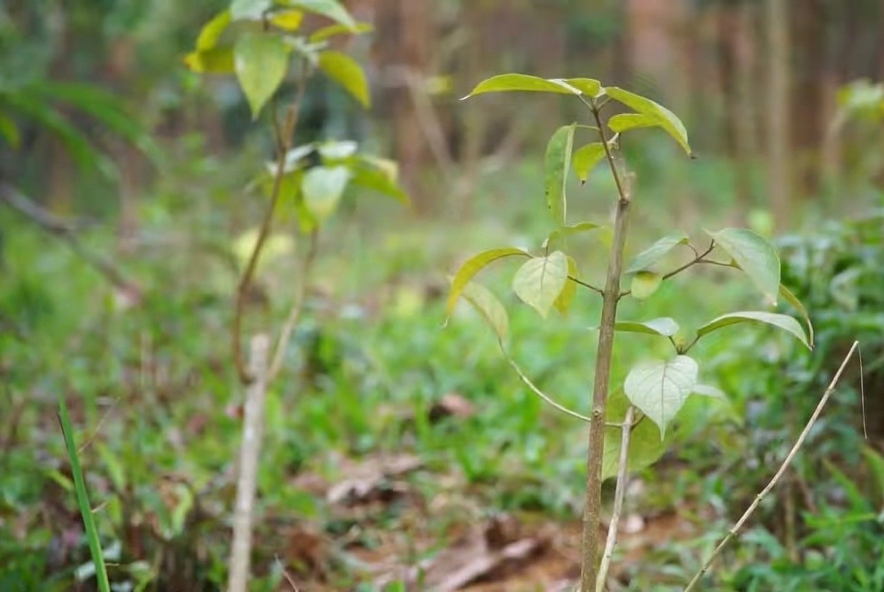 Premna flavescens